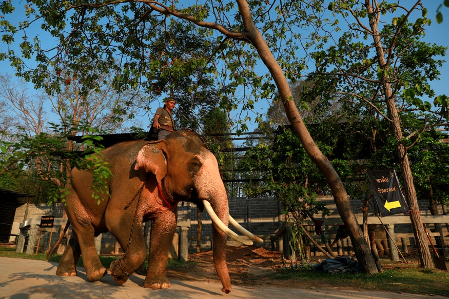 Photos of Revered White Elephant Fit for a Thai King Vajiralongkorn ...