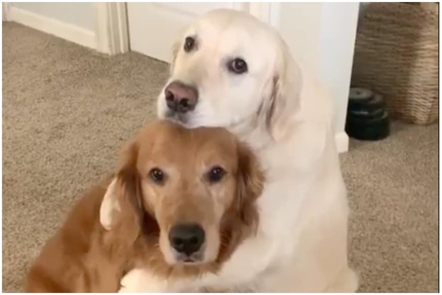 dog hugging pillow