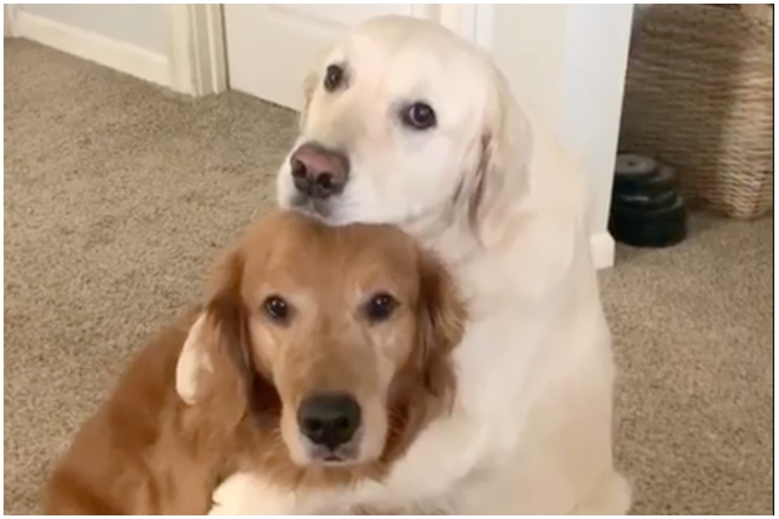 Dog hugs other deals dog