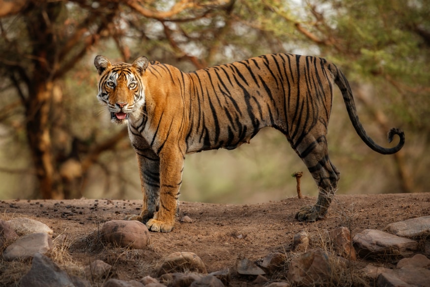 Orange Fur Helps Tigers Prey on Colour-Blind Animals like Deer, Shows  Research - News18