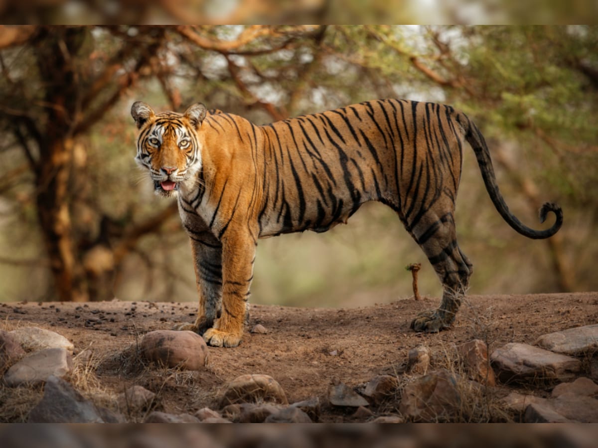 Problem of Plenty: Translocation, Sterlisation of Tigers in Maha Mere  Band-aid Fix for Man-animal Conflict