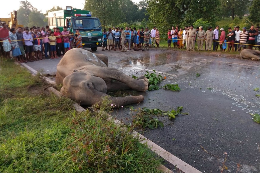Six Wild Elephants Drown after Slipping Off Waterfall in Thailand Park