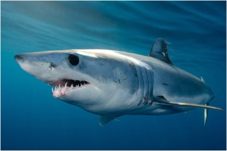 some-interesting-facts-about-mako-sharks-that-you-should-know-news18