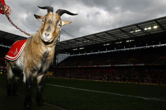 Hennes the goat (Photo Credit: Reuters)