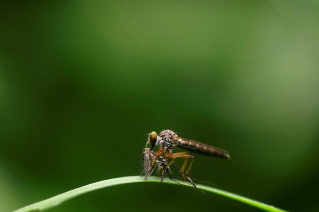A robber fly also known as an assassin fly eats a mosquito in Dhading, Nepal June 30, 2019. REUTERS/Navesh Chitrakar - RC169A9CCF90