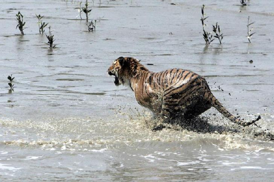 Bengal tigers could vanish from the Sundarbans, one of their final  strongholds