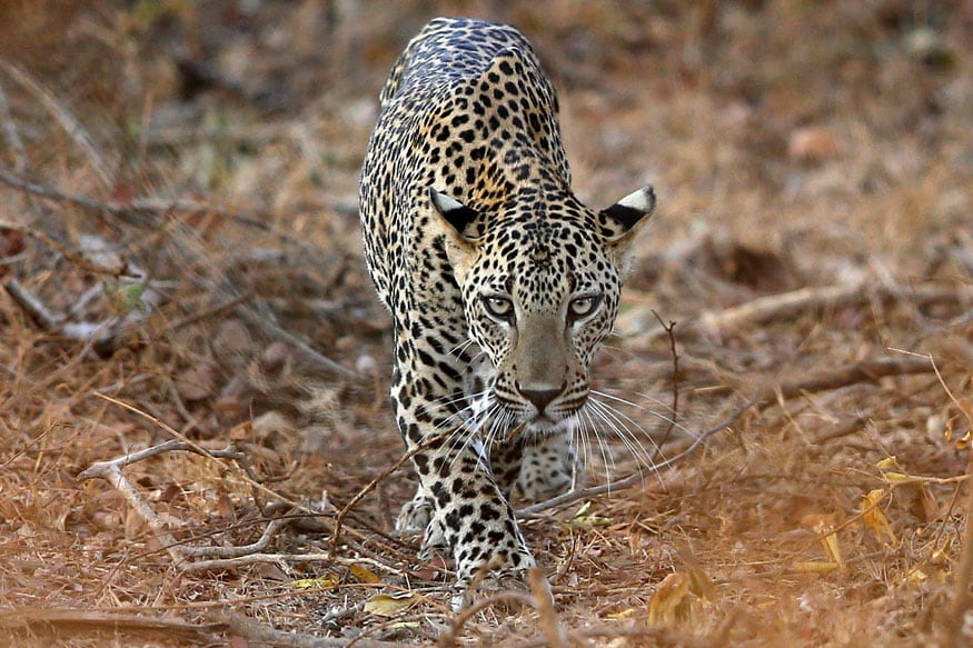 Leopard strays into residential area, rescued