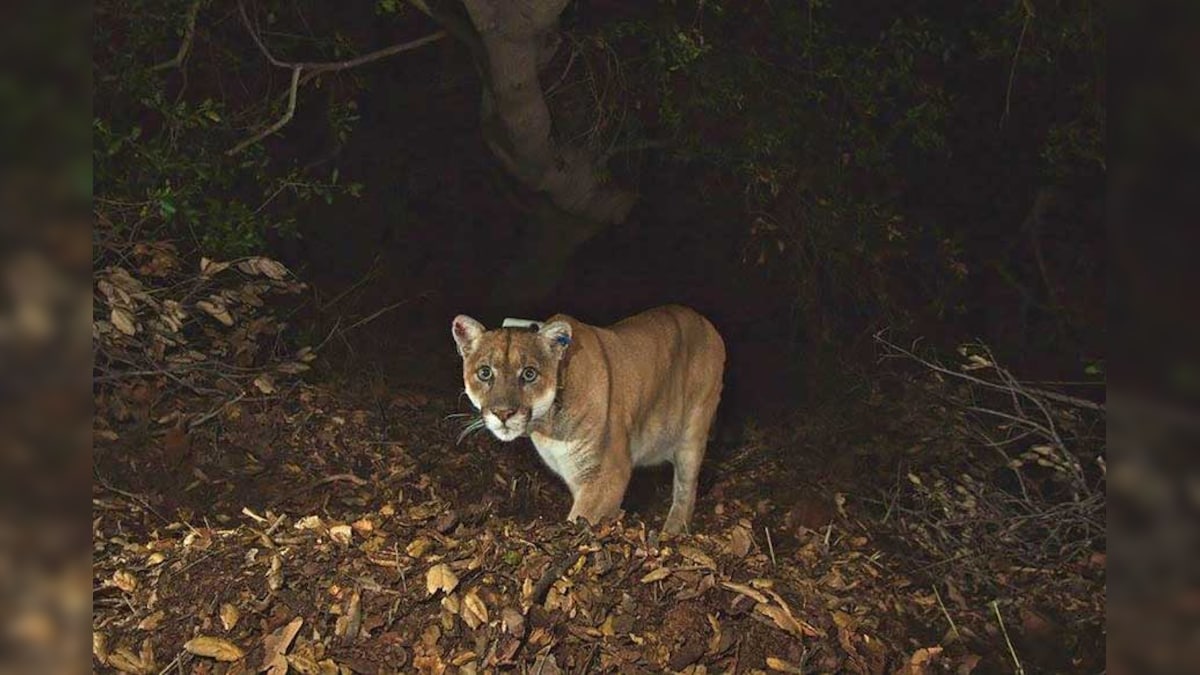 Caught in Snare Trap, Lion Chokes to Death in Gujarat's Amreli
