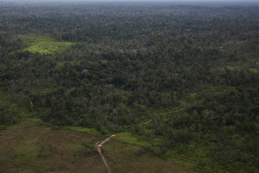 In the Fight Against Climate Change, Not All Forests Are Equal - News18