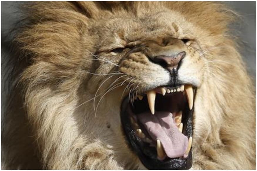 Pakistani Man Unleashes Pet Lion on Electrician to Avoid Paying Him