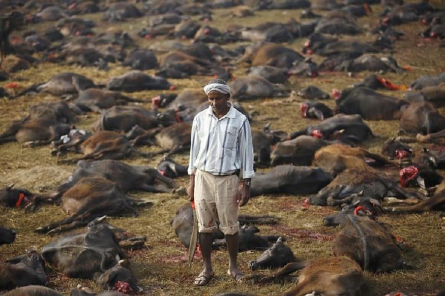 Activists to Sue Nepal Govt for Failing to Stop Animal Sacrifice at Gadhimai Festival
