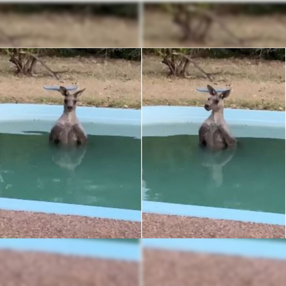 Photo Showing Kangaroo Sitting In Swimming Pool During Australia ...