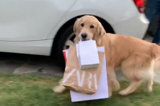Goodest Boy: Golden Retriever Helping its Owner With Shopping Bags is ...