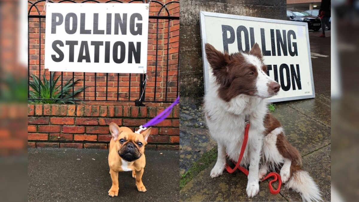 #DogsAtPollingStations: Here's Why UK Voters Turned Up with Pets for ...