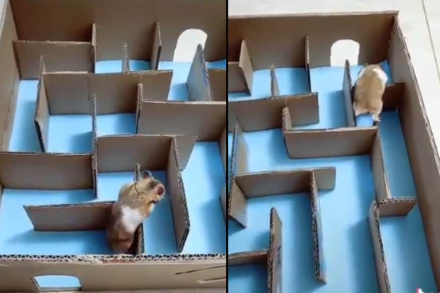 complex hamster maze