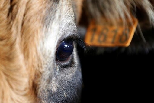 This Software Will Let You See the World through Different Animals' Eyes This Software Will Let You See the World through Different Animals' Eyes