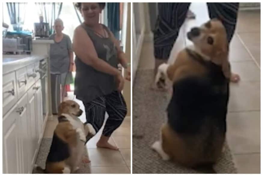 dog butt dance