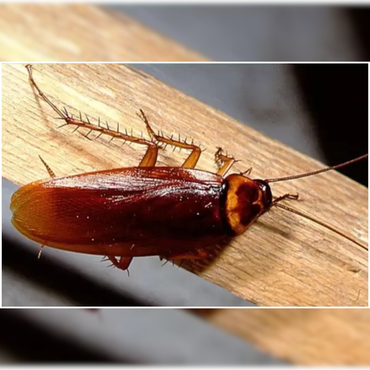 Vet Performed Surgery On Pregnant Cockroach Who Developed Complications While Giving Birth