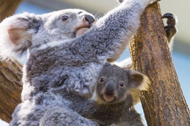 Koalas Injured in Australian Bushfire Released into the Wild amid Covid ...