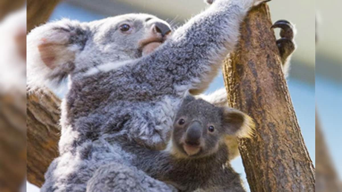 Koalas Face Extinction in New South Wales as Bushfire and Heat Waves Damage Habitats