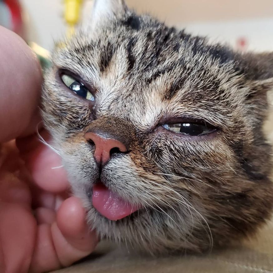 Instagram Celebrity Cat Lil Bub Dies At The Age Of 8 News18