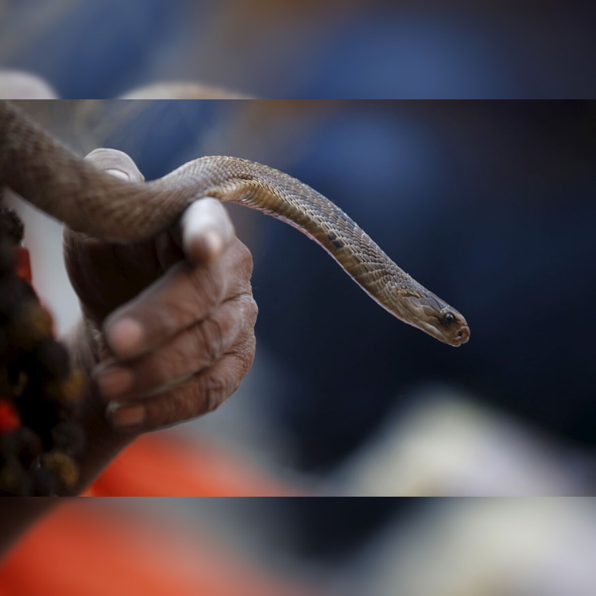 Brazilian Scientists Are Milking Deadly Snakes to Produce Life-Saving  Antivenom
