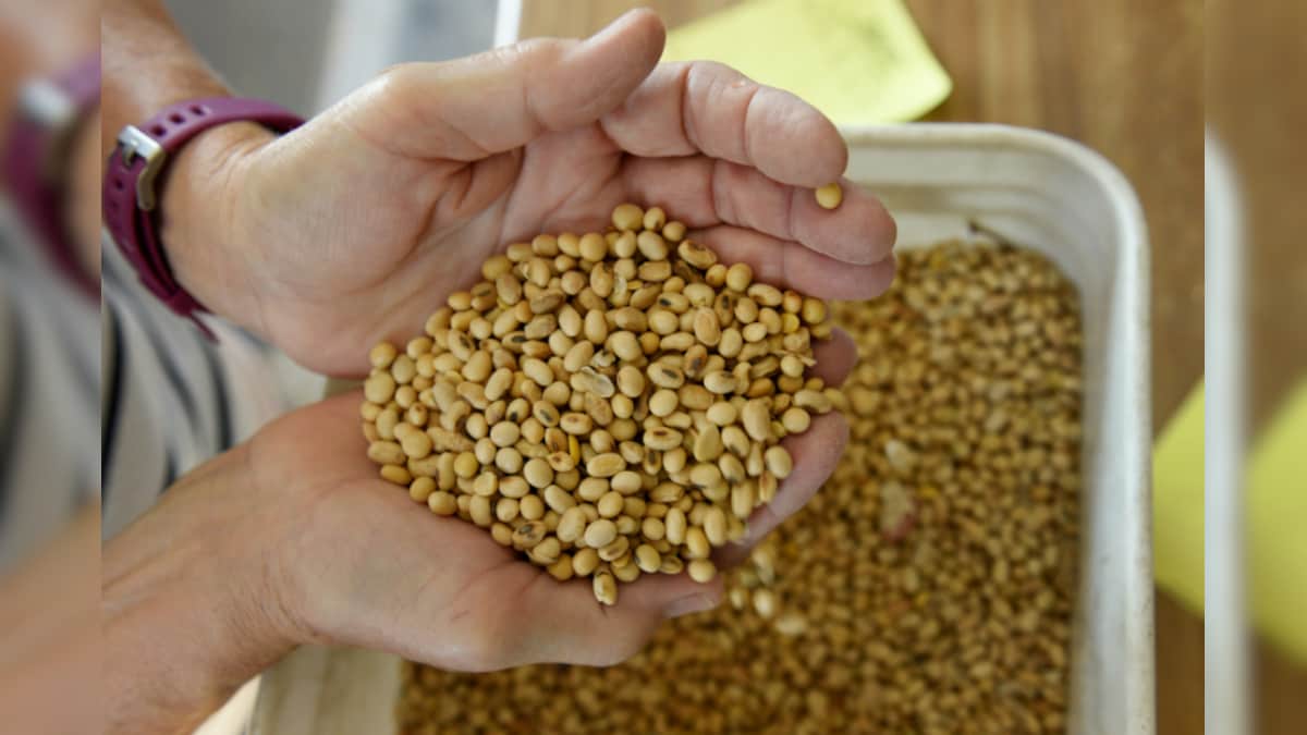 Soybean Oil Diet May Trigger Changes in Brain News18