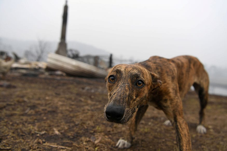 In Pictures: Animals Affected by Bushfires in Australia - News18