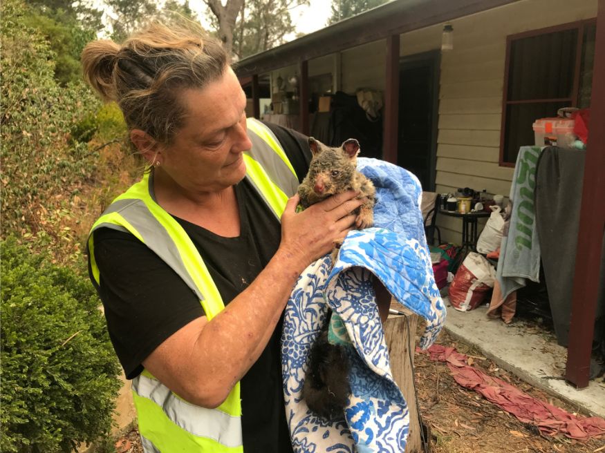 In Pictures: Animals Affected by Bushfires in Australia - News18