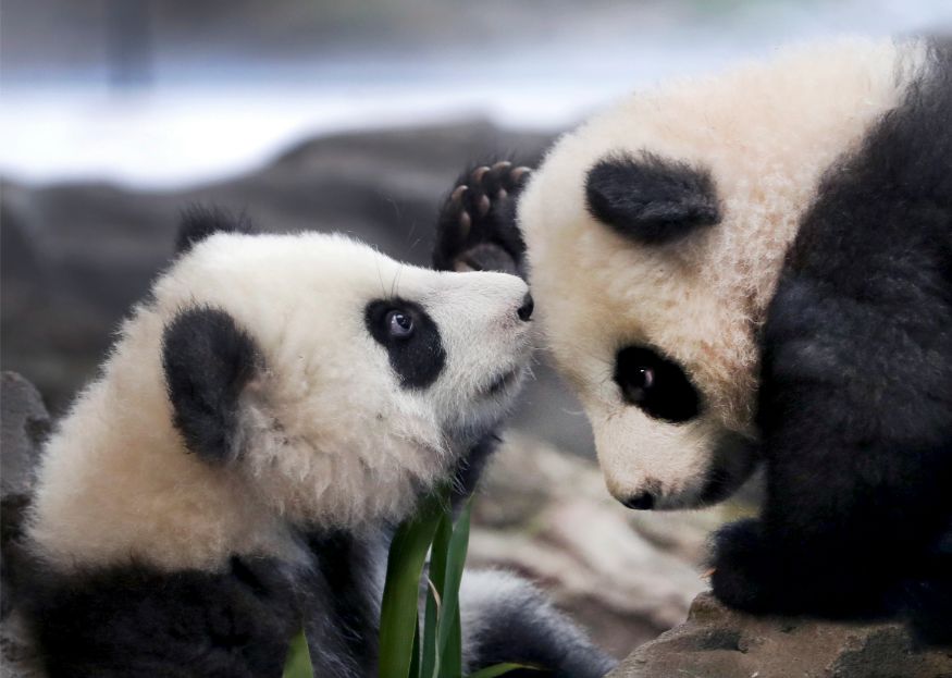 Berlin Zoo Prepares Twin Panda Cubs For Their Big Day Out