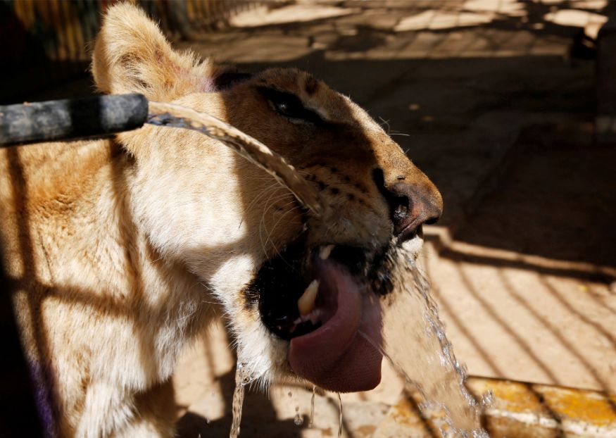 Heartbreaking Photos of Starving Lions in Sudan Zoo Spark Concern - News18