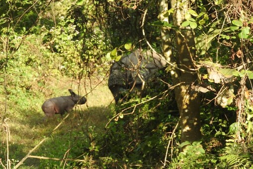 The newborn rhino calf walking alonside its mother. (Image: Karishma Hasnat)