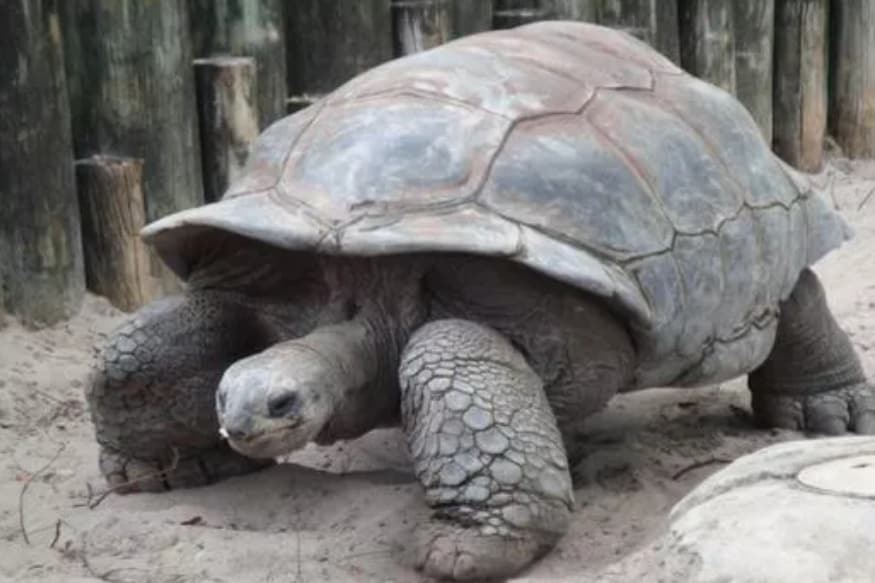 This 100 Year Old Tortoise Reproduced So Much He Ended Up Saving His Entire Species