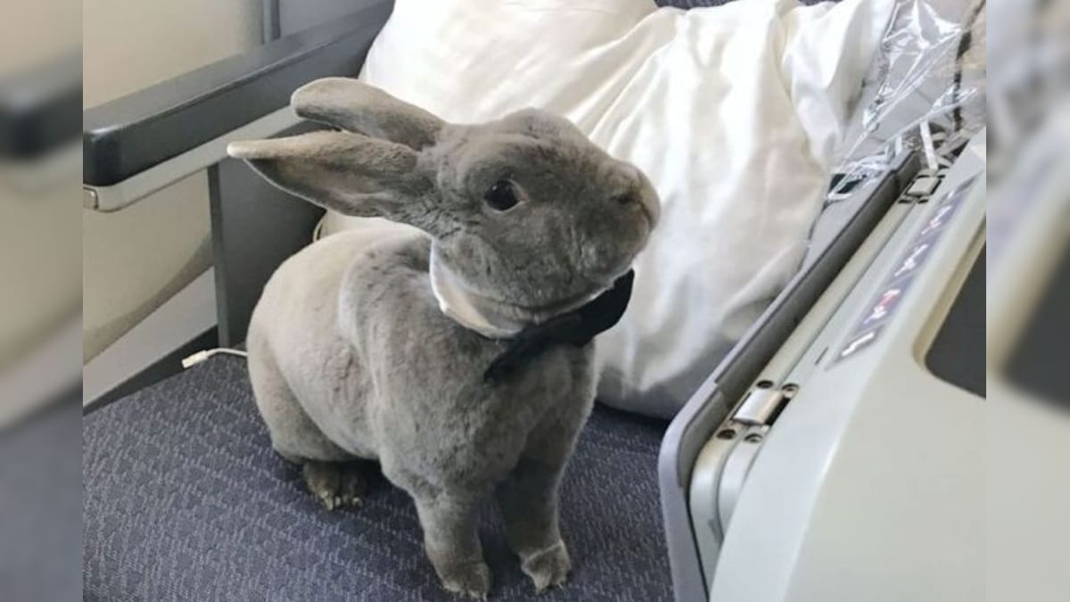 Meet Coco the Rabbit in a Bow-Tie Who Flew First Class and Even Had Her ...