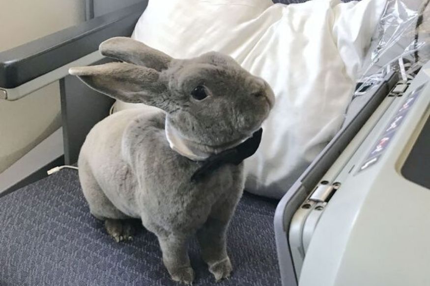 Meet Coco the Rabbit in a Bow-Tie Who Flew First Class and Even Had Her ...