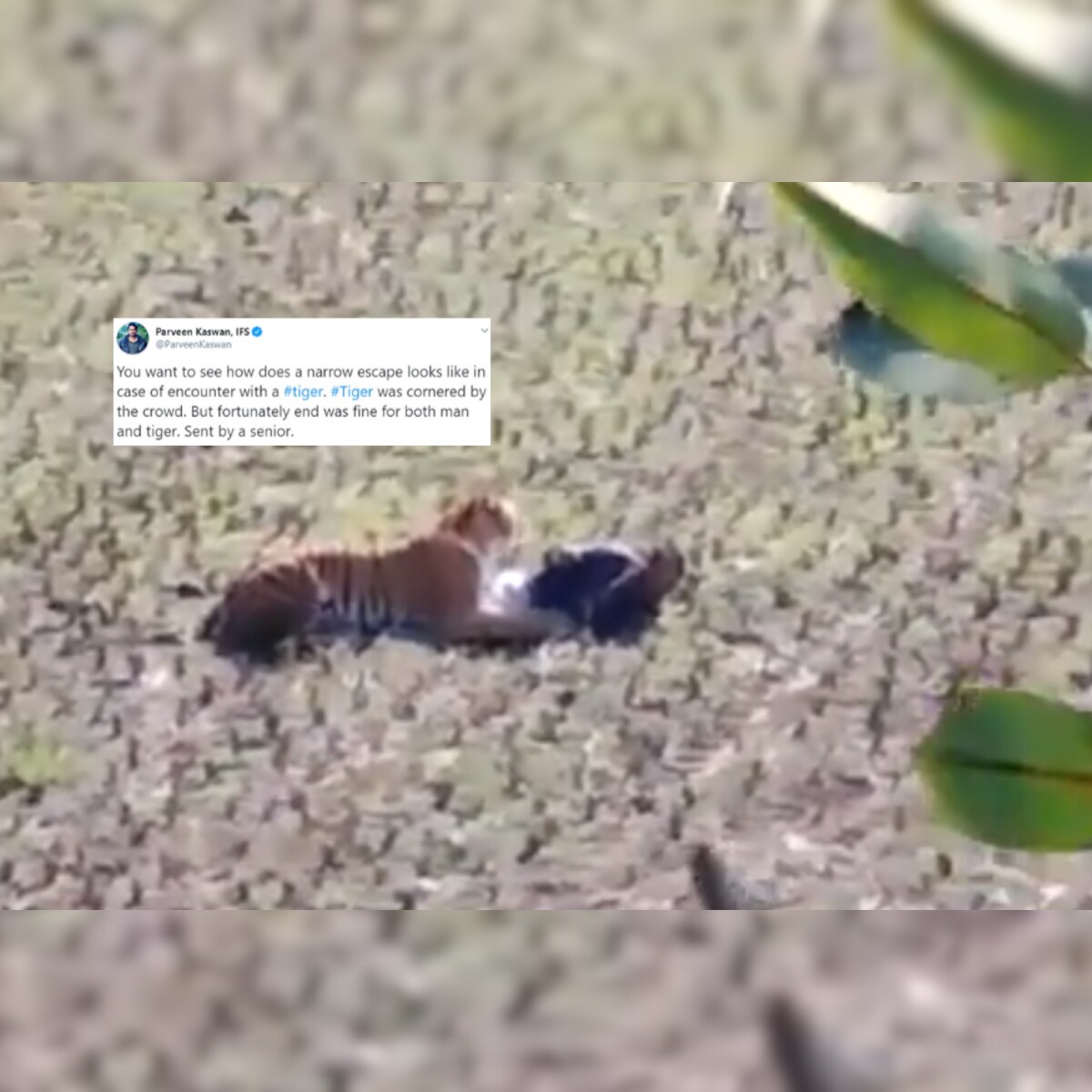 WATCH: Maharashtra Man Escapes from the Paws of Death, Spine-chilling Tiger Attack  Video Goes Viral
