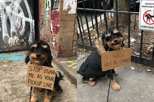 This Instagram Account Shows How a Dog Could Speak His Mind in Different Situations This Instagram Account Shows How a Dog Could Speak His Mind in Different Situations