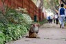 Horrifying Video Shows UP Men Torturing Monkey with Sticks, Smearing it with Paint