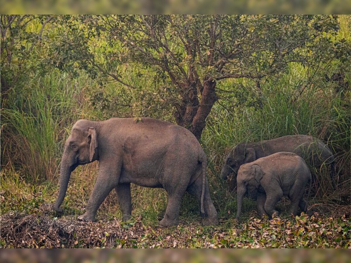 Global Meet on Migratory Wildlife: India to Push for Higher Protection of Bustards, Jumbos Across Region Global Meet on Migratory Wildlife: India to Push for Higher Protection of Bustards, Jumbos Across Region