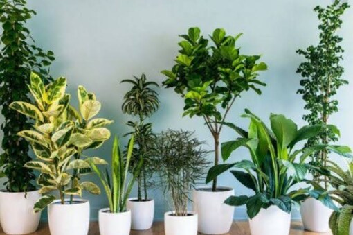Are Your House Plants Damaging the Environment?