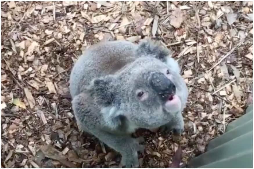 Not Cute Anymore Video Capturing Koala Bear S Actual Voice Is
