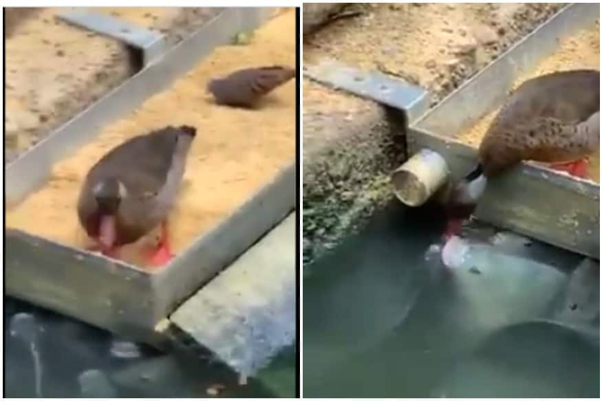 duck feeding fish