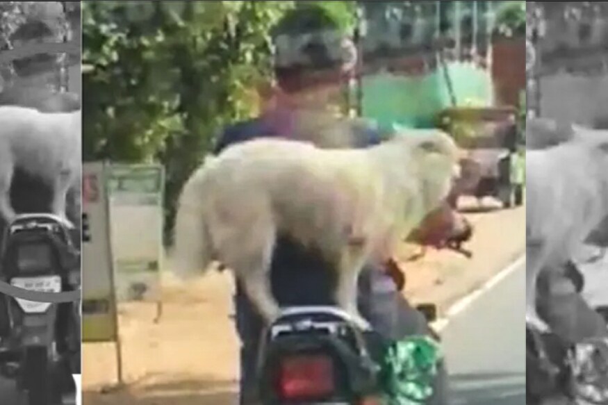 Pillion dog clearance