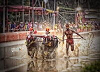 Photo Feature - Kambala (Buffalo Race) An Ancient Sport of Coastal Karnataka