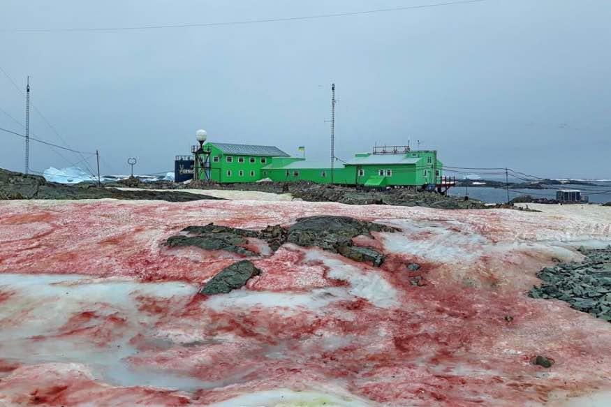 There is Red Snow Falling in Antarctica But is Not All Doom And Gloom