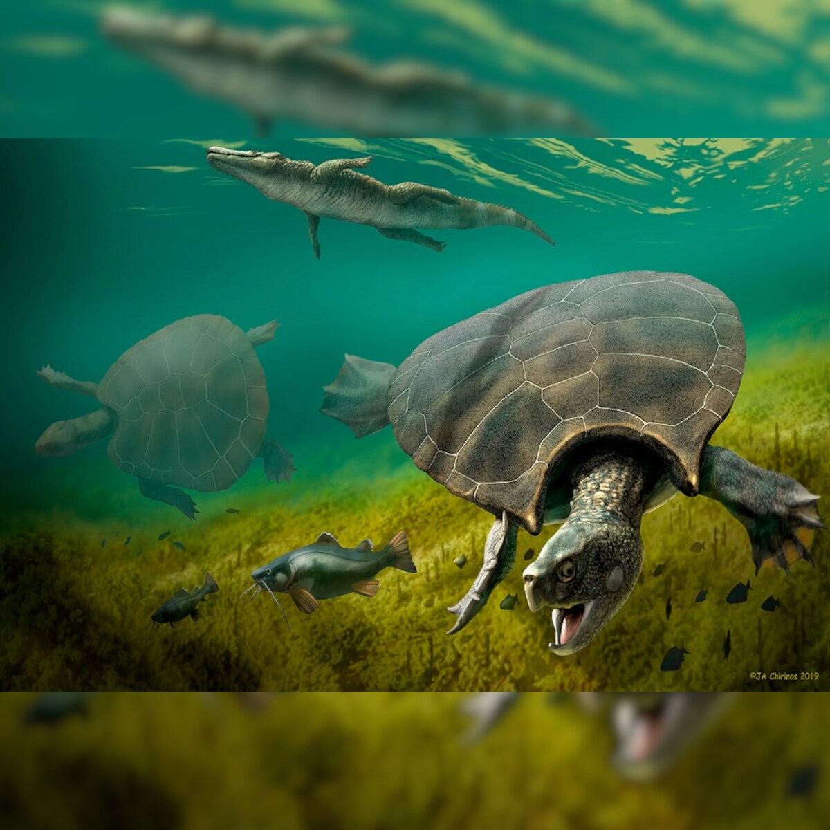 Fossils Suggest Car Sized Prehistoric South American Turtle Was Built For Battle