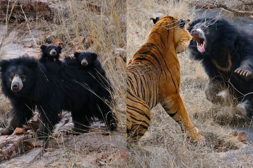 This Confrontation Between Mother Bear and Tigers in Ranthambore Teaches us All a Lesson