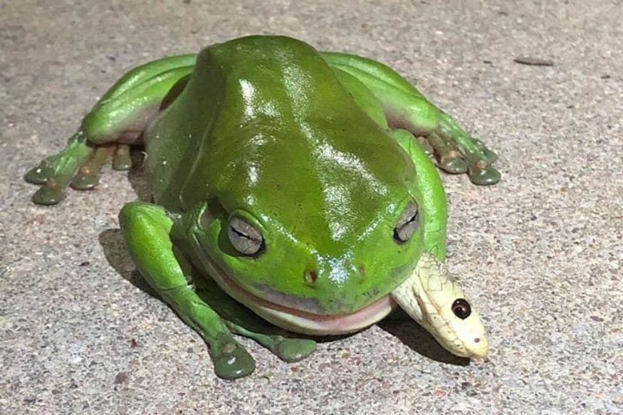 Green Tree Frog Manages To Survive After Eating Venomous Snake And The Internet Is Shocked