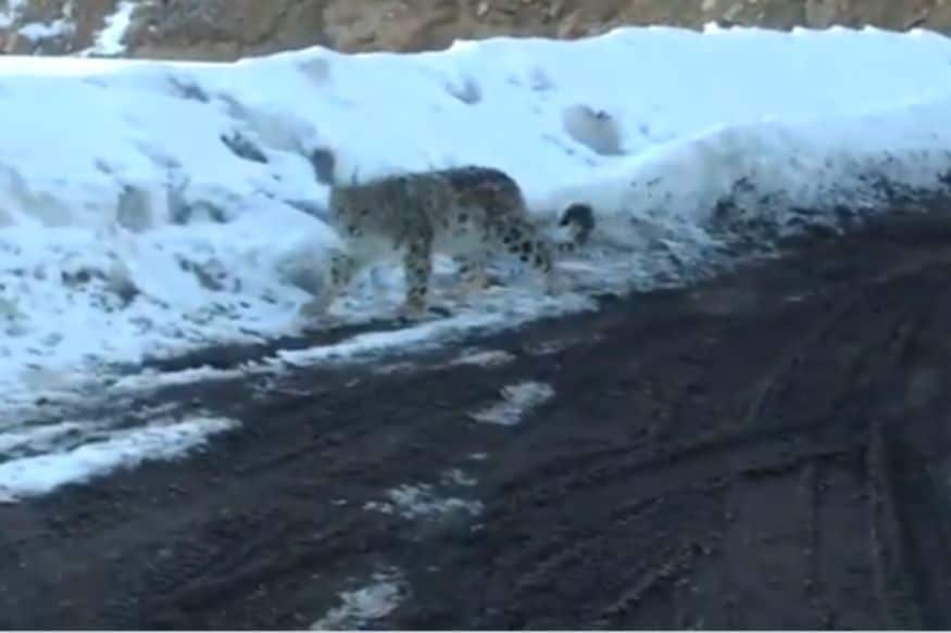 drive genius snow leopard