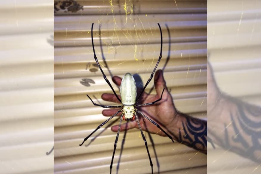 kollision Valnød jern A Giant Golden Orb-Weaving Spider Spotted in Queensland Will Make Your Skin  Crawl